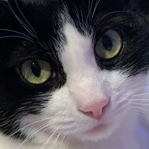 Meet your Posher, Lane